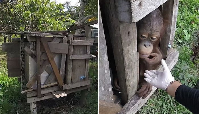 평생 상자에 갇혀 있다 처음 바깥세상 경험한 오랑우탄