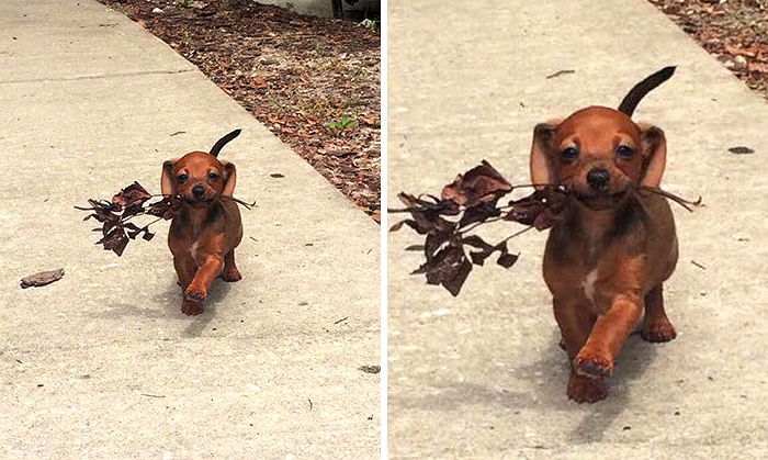 매일 아침 주인에게 ‘낙엽다발’ 물고와 선물하는 강아지