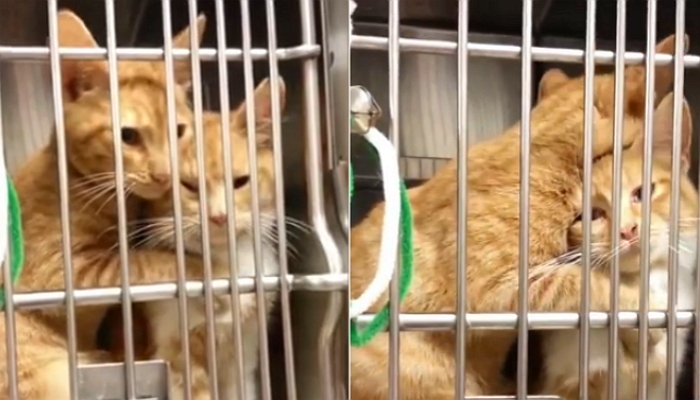 병원 무서워하는 여동생 ‘꾹꾹이’로 달래주는 오빠 냥이 (영상)