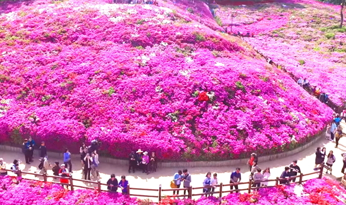 ‘핑크빛’ 철쭉꽃으로 전역이 뒤덮인 군포 철쭉동산 풍경 8