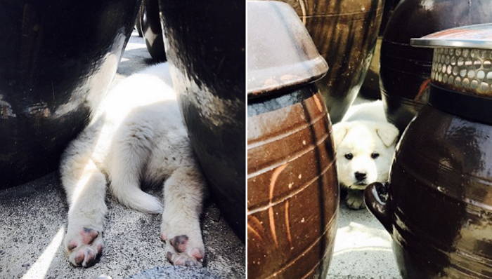 때이른 무더위 피해 ‘장독대로 피신한’ 아기 멍멍이 (사진)