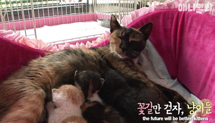 탯줄이 엉켜 몸 붙은 채 태어난 아기 고양이 네 마리 (영상)