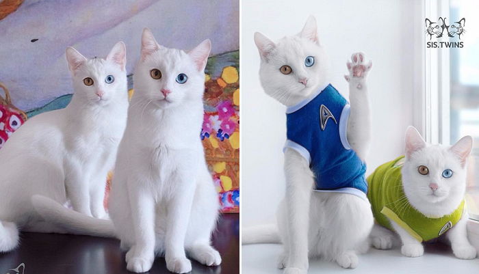 새초롬한 얼굴에 오드아이까지 똑닮은 쌍둥이 고양이 (사진)