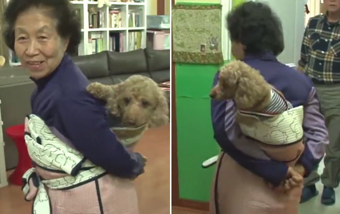 뺑소니 당해 하반신 마비된 반려견 등에 업고 다니는 할머니 (영상)