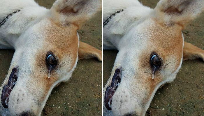 “어떤 미친X이 마당에 키우는 개 밥에 쥐약 넣고 갔어요”