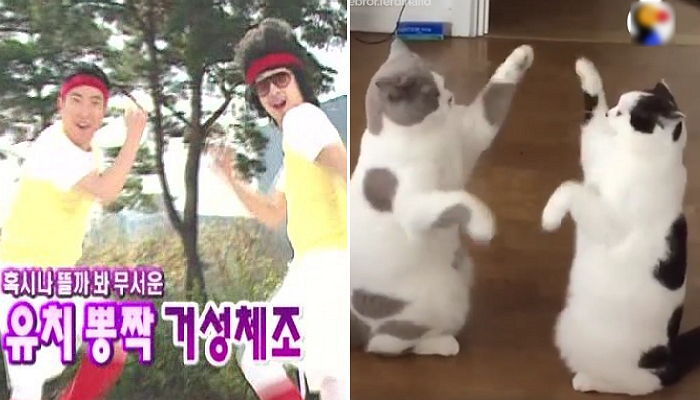 무도 ‘거성체조’하며 찰떡궁합 자랑하는 고양이 삼형제 (영상)