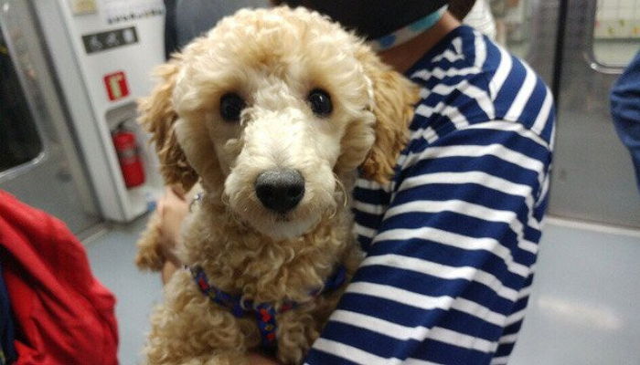 “뚝섬 한강공원서 주인 잃고 헤매는 강아지를 발견했어요”