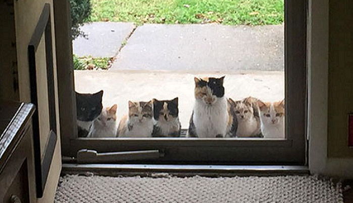 “우리 왔다냥” 음식 줬더니 새끼들 다 데리고 나타난 냥이 커플