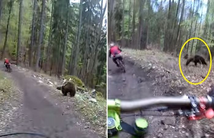 자신의 영역에 침범한 자전거 라이더를 향해 돌진 하는 야생곰 (영상)