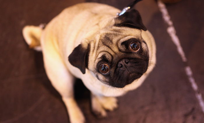 반려견도 걸릴 수 있는 ‘우울증’ 증상 6가지