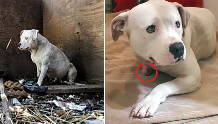 죽지 않으려고 자기 발을 물어뜯어야 했던 강아지