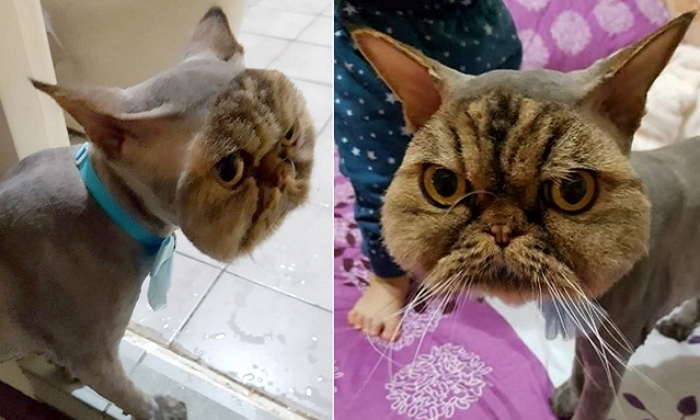 “미용 못하는 닝겐이 내 얼굴을 이렇게 만들어놨다”