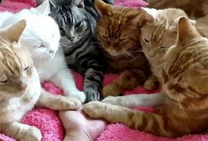 집사 힘내라고 한마음으로 ‘캣파워’ 모아주는 고양이들