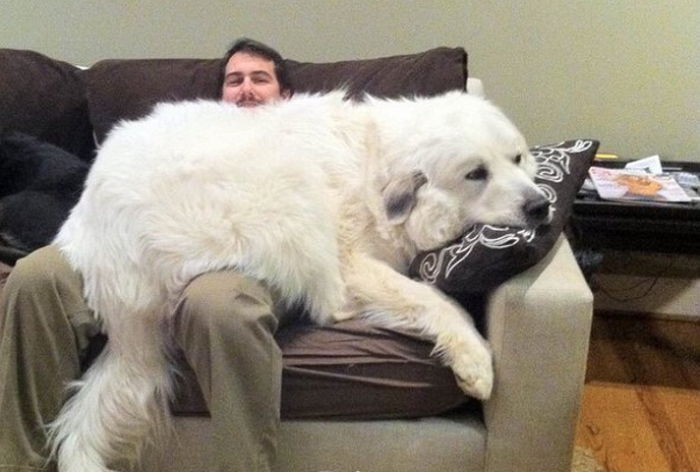 “우리 집 강아지가 알고 보니 ‘북극곰(?)’이었네요”