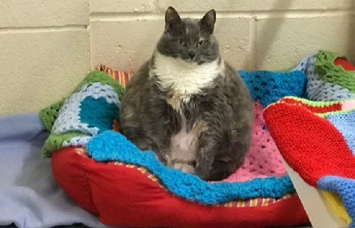 길거리 떠돌다 밥 잘 챙겨주는 사람들 때문에 고도비만 된 유기묘