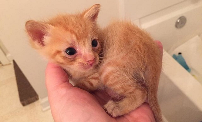 새끼 모두 잃은 후 아기 길냥이 ‘입양’한 엄마 고양이