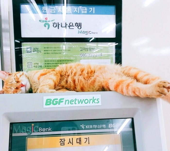 더위에 알바생 몰래 ‘편의점’ 잠입해 ‘꿀잠’ 자는 고양이