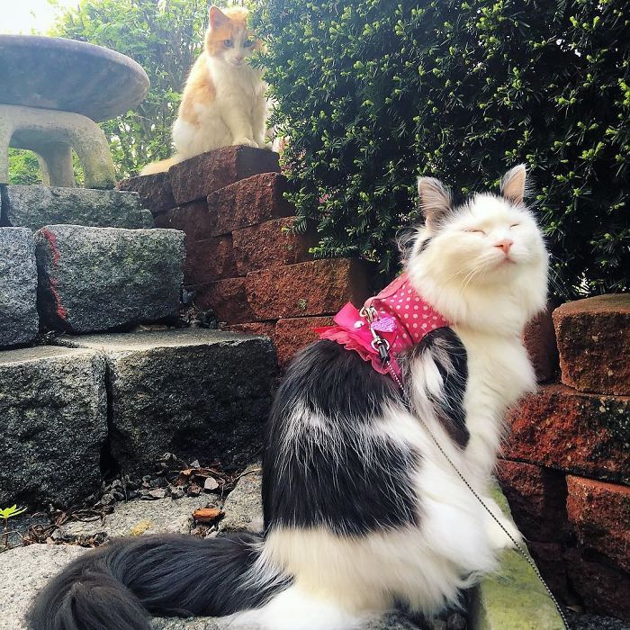 첫눈에 반한 소녀 냥이 만나려 2년간 이웃집 문 두드린 고양이