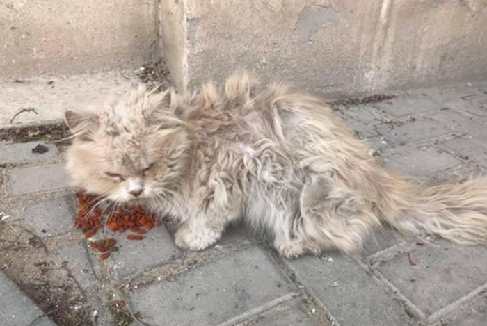 거리서 또 괴롭힘당할까 ‘눈치’보며 밥 먹는 길냥이