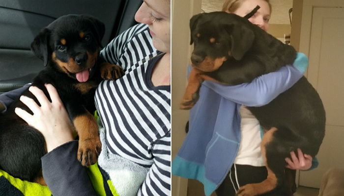 “작은 인형 같았던 강아지가 4개월 만에 ‘폭풍 성장’했어요”