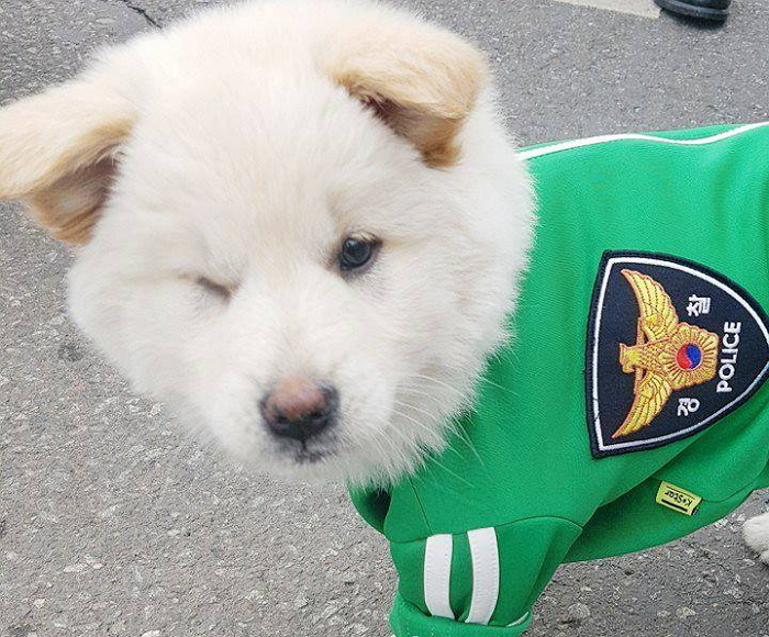 “날씨가 너무 좋아요”···산책하다 신나 윙크 날리는 계양경찰서 멍멍이