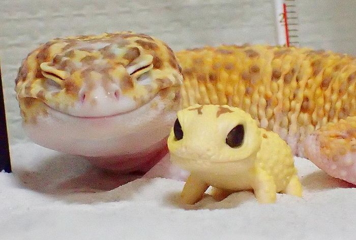 자기 닮은 인형 보고 좋아서 ‘엉아 미소’ 짓는 도마뱀