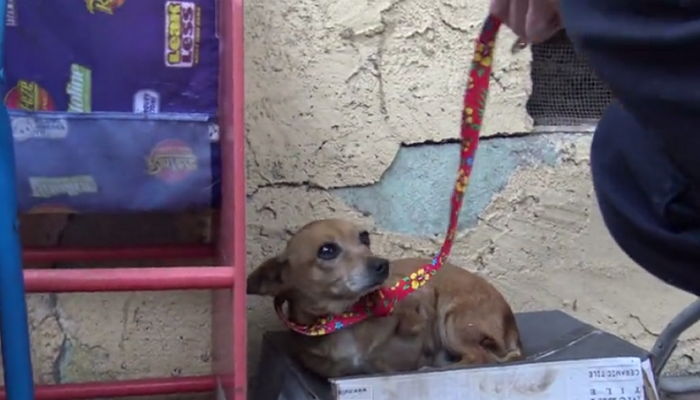5개월 동안 신발 상자 위에서 자신 버린 주인 기다린 강아지 (영상)