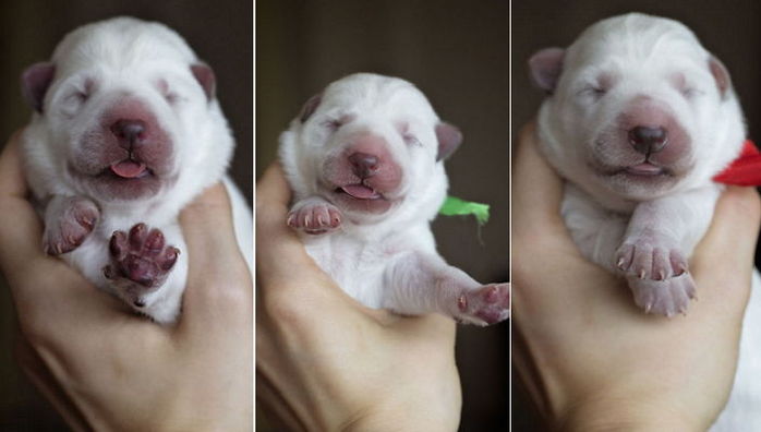 죽기 직전 ‘제왕절개’를 통해 태어난 새끼 강아지의 감동적인 모습 (영상)