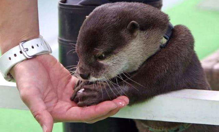 태어나 처음 만진 ‘얼음’에 깜짝 놀란 아기 수달 (사진)