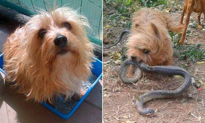 주인 살리고 맹독 코브라에 물려 죽은 ‘모녀 반려견’