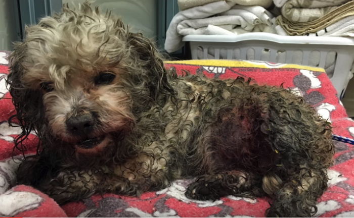 큰 강아지에게 물린 뒤 온몸이 피투성이로 발견된 왕따 강아지 (영상)