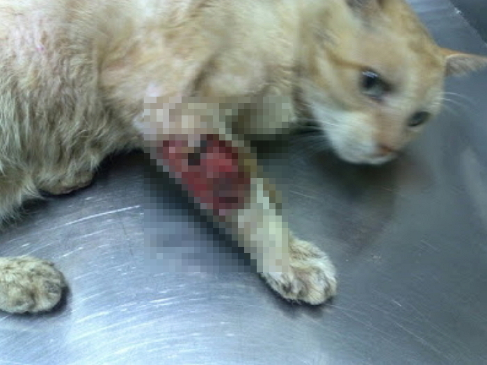 “상처 난 고양이에 숯가루 먹여라”···동물학대 논란도 일은 안아키