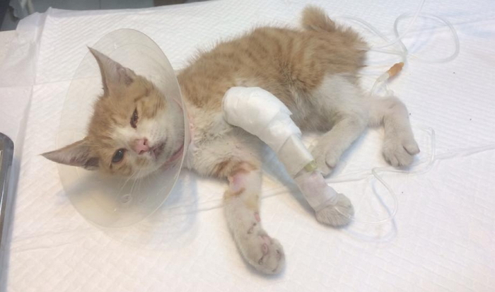 길가에 쓰러진 아기냥이 동물병원에 데려가 치료해준 시민