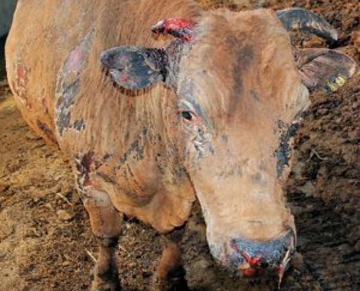 청각장애 할아버지가 목숨 바쳐 구한 누렁소 도축한 이웃집