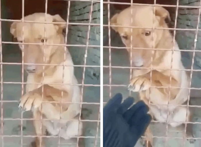 “저를 입양해 주세요” 사람 손길 그리워 철창에 손 내미는 강아지
