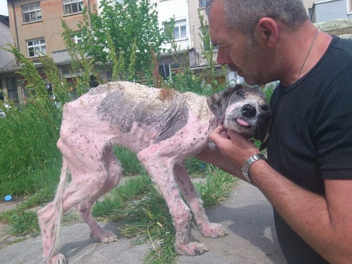 죽어가던 강아지는 마지막으로 남성을 향해 꼬리를 흔들었다