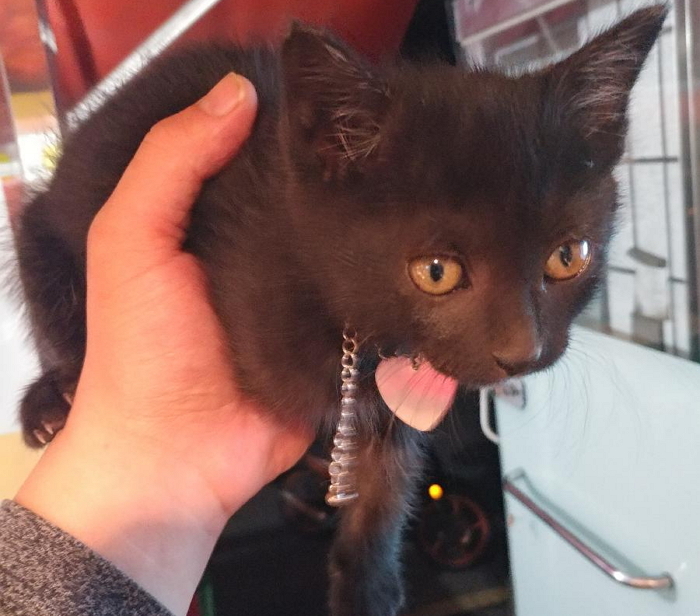 “길에서 비 맞고 죽어가는 아기 길냥이를 구조했습니다”