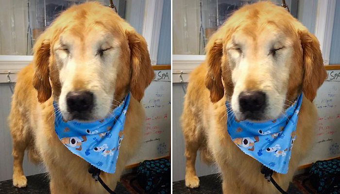 눈 없이 태어났지만 ‘주인 냄새’만 맡으면 꼬리 흔드는 멍멍이