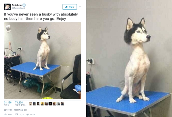 누리꾼들 사이서 진위여부 논란 일어난 털 빡빡 민 허스키