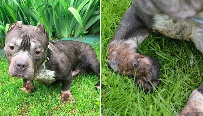 철창에 갇힌 ‘스트레스’ 탓에 자기 발 물어뜯은 유기견 핏불