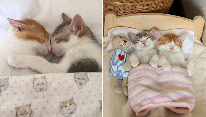 악몽 꾸고 무서워하는 동생 꼭 안아 주는 오빠 고양이