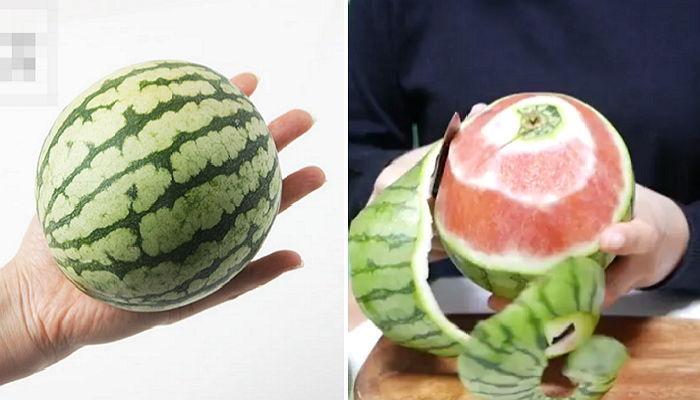 앙증맞은 크기로 ‘1인 1수박’ 가능한 애플 수박 (영상)