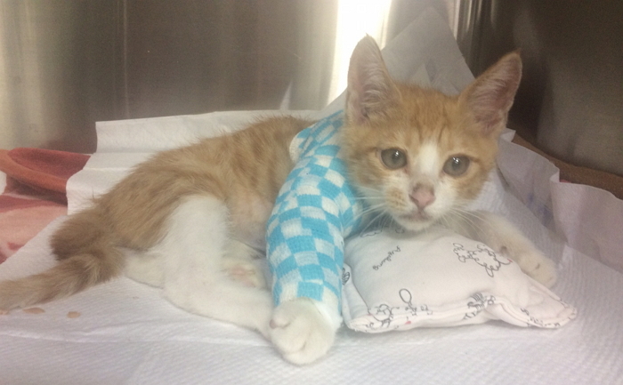 길거리서 죽기 직전 구조된 아기 냥이 버거 근황 (사진)