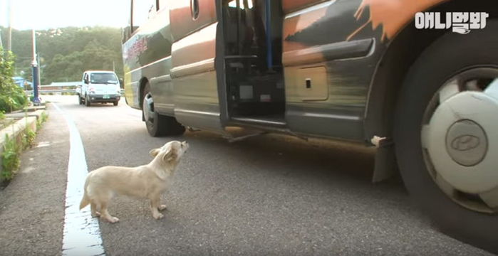 주말에 ‘버스’ 타고 지인 만나고 평일엔 집에 오는 강아지 (영상)
