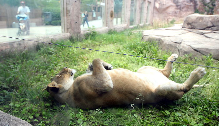 연이은 폭염에 발라당 드러누운 ‘떡실신’ 사자