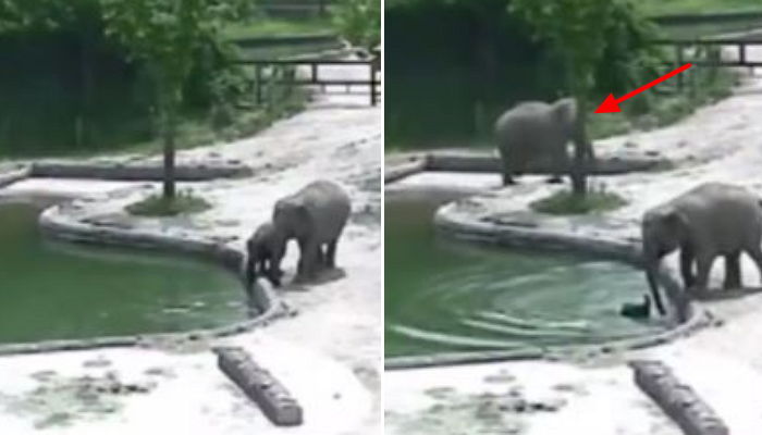 ‘익사 위기’ 아기 코끼리 구하려 물속 뛰어드는 엄마 코끼리 (영상)