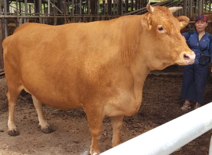 강원도 횡성에 ‘무게 1000㎏’인 슈퍼 암소 등장