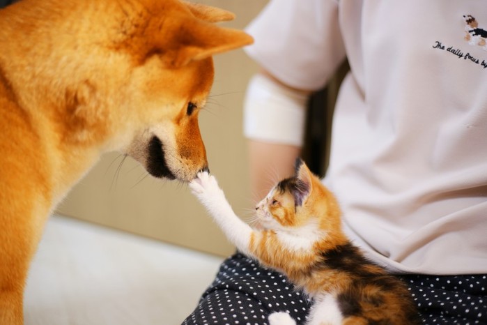 산책 중 운명처럼 만나 가족이 된 시바견과 아기 고양이 (사진)