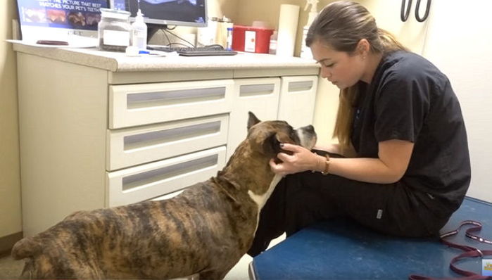 ‘축구공’만한 거대 종양 가진 강아지를 끝까지 포기하지 않은 수의사 (영상)