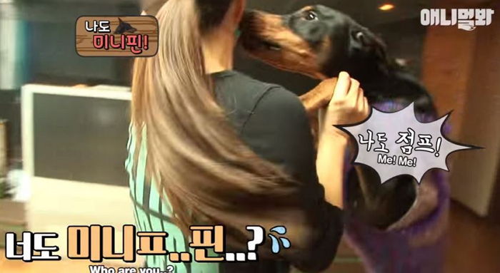 자기도 ‘미니핀’인줄 알고 자꾸 주인품으로 달려드는 ‘도베르만’ (영상)